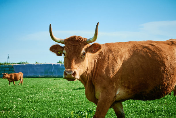 cattle