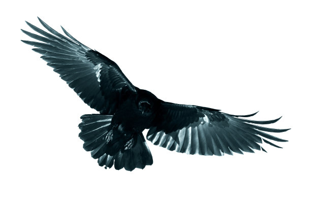 raven