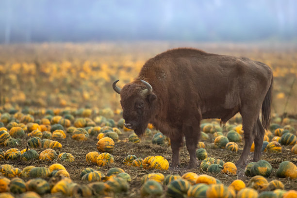 bison