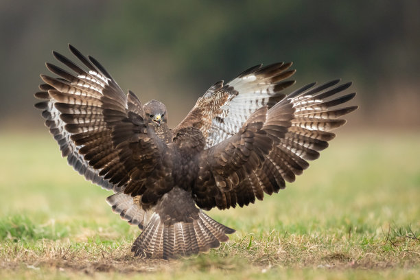 buzzard