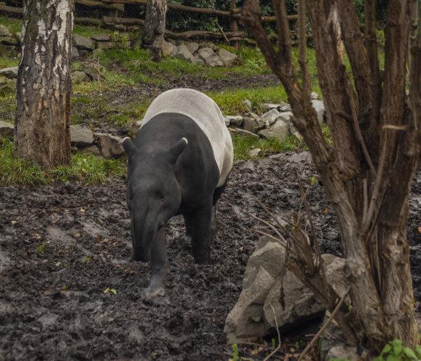 tapir
