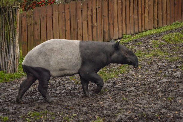 tapir