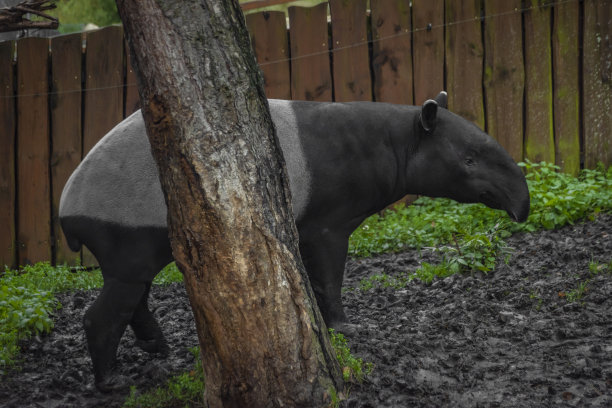 tapir