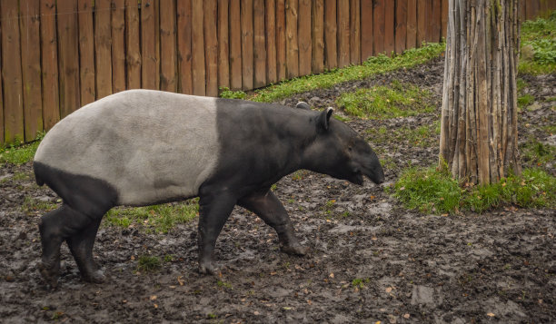 tapir