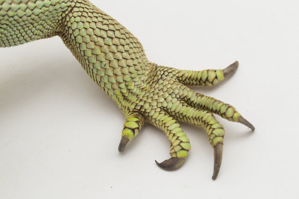 pincer