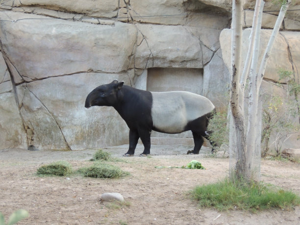 tapir