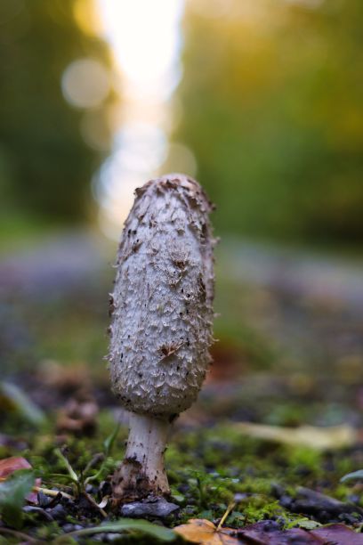coprinus