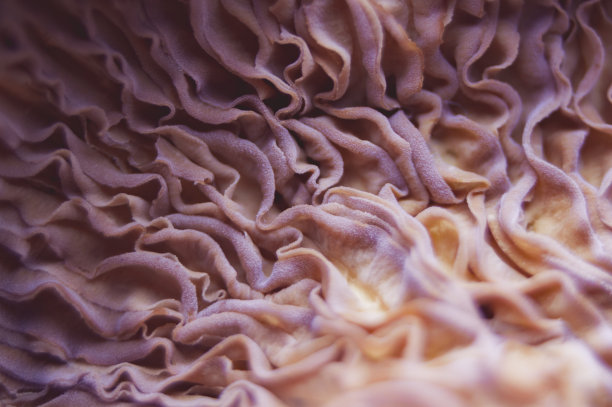 gills