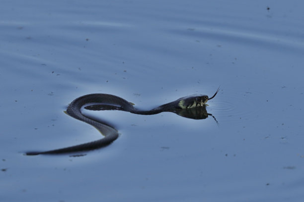 natrix