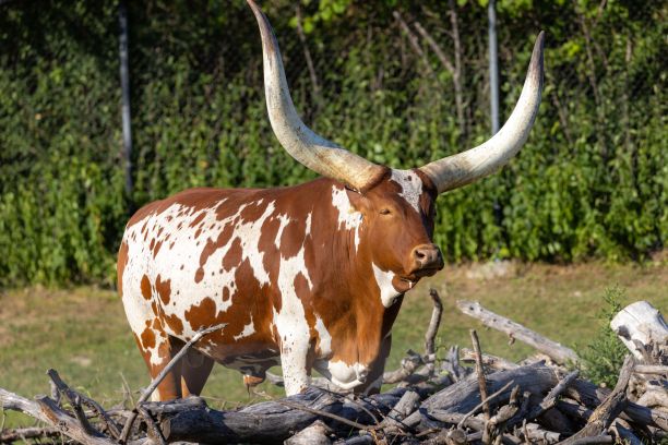 horned