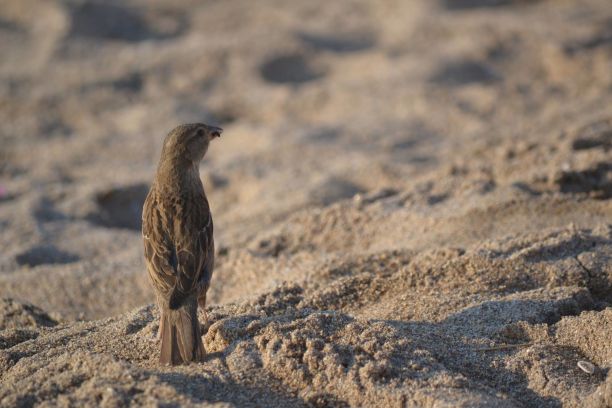 sparrow