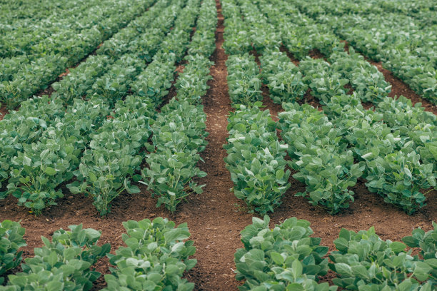 plantation