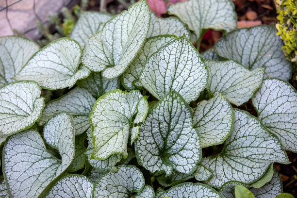 brunnera