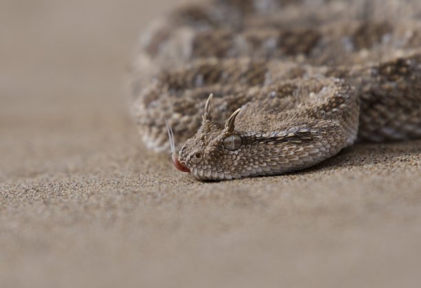 atheris
