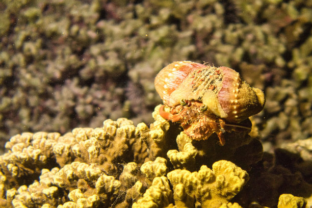 crustacean