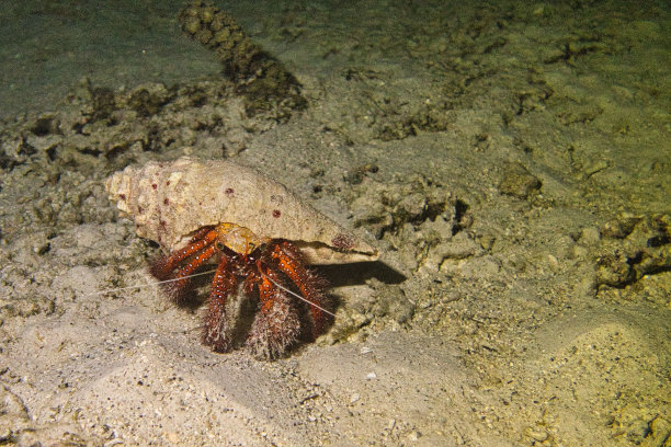 crustacean