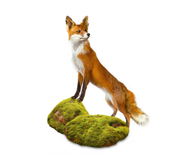 fox