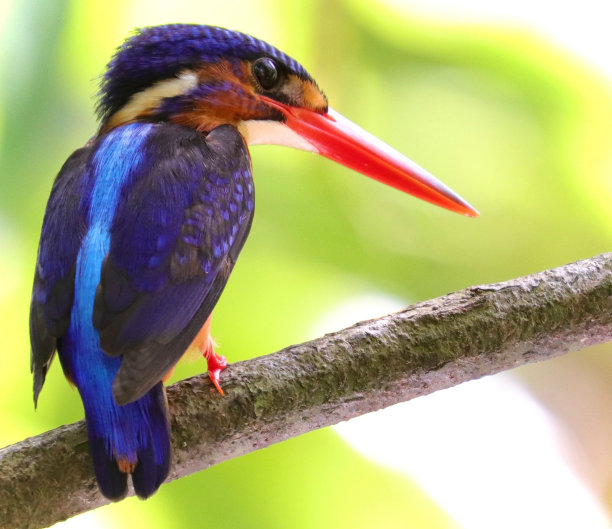 perched