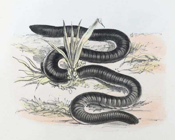 caecilian