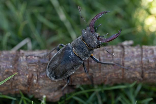 lucanus