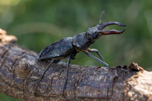 lucanus