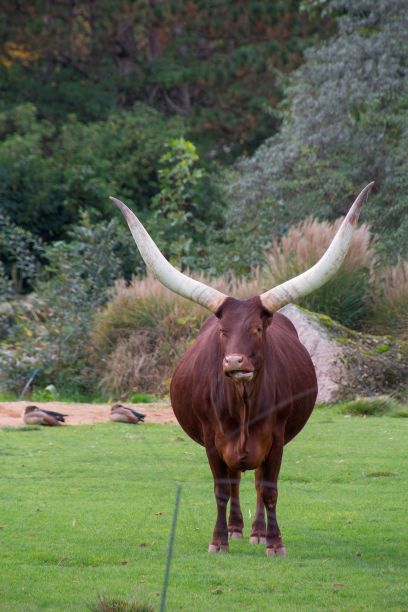 horned