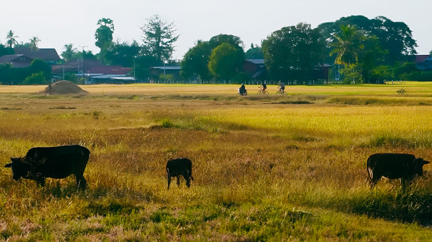 pakse