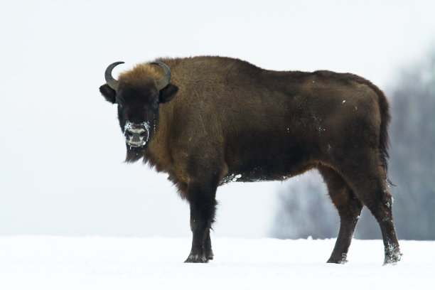 bison