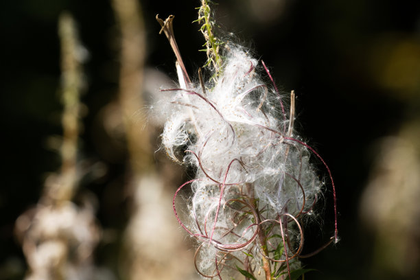 wispy
