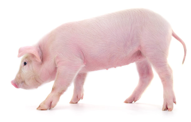 piggy