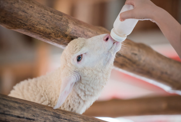lamb
