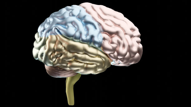 cerebrum