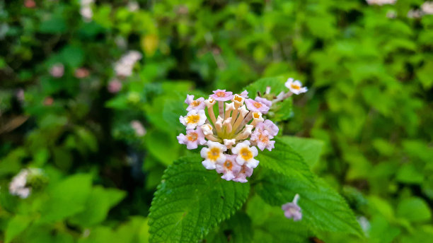 lantana