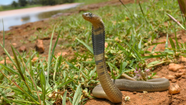 cobra