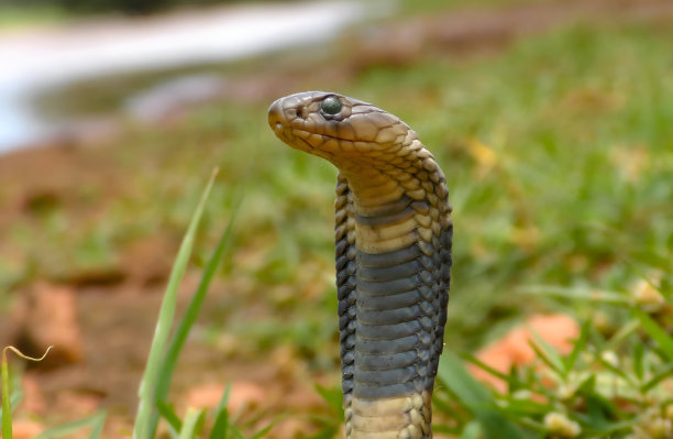 cobra