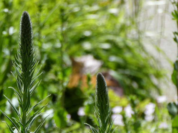 liatris