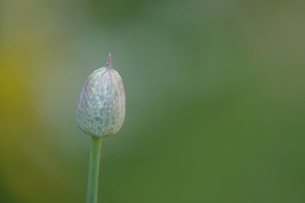 极简紫色花朵绿色背景