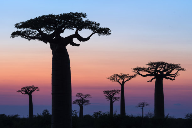 baobab