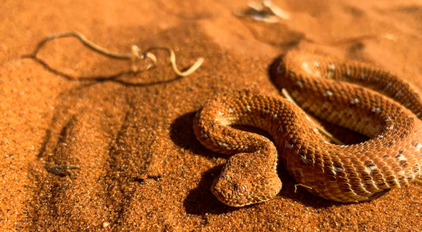 atheris