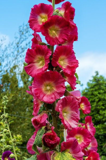 stockrose
