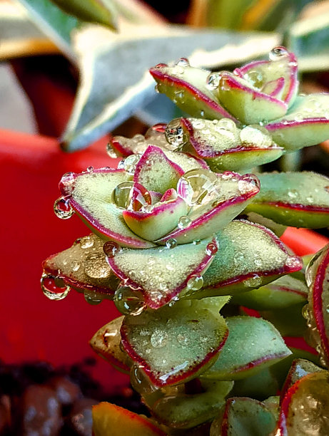 crassula