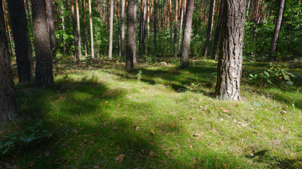 clearing