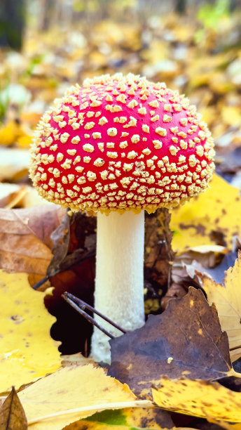 amanitaceae