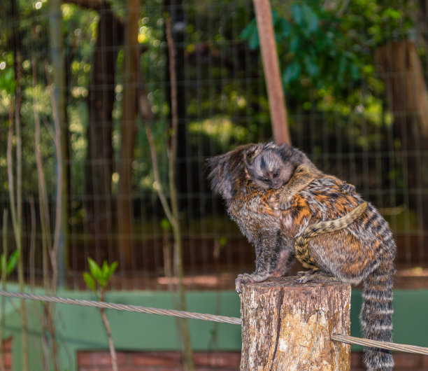 marmoset