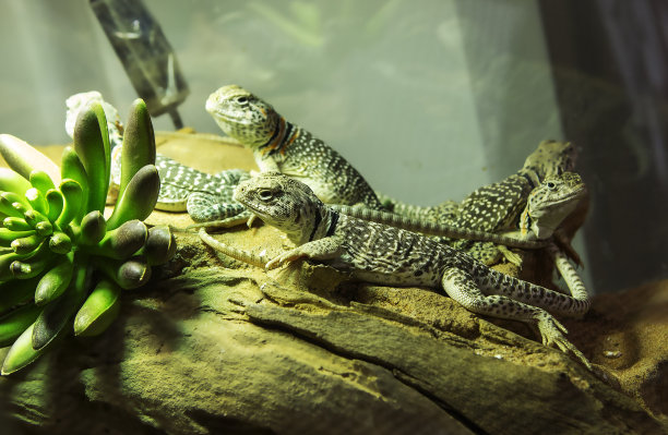 reptilia