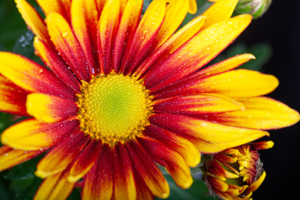 gazania