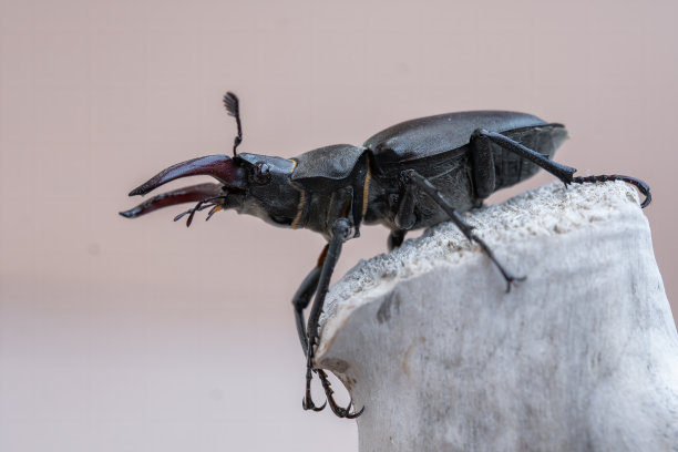 lucanus