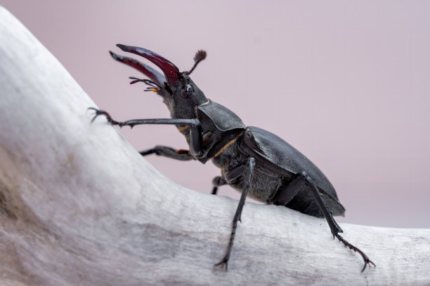 lucanus