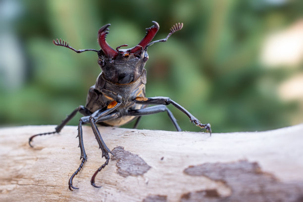arthropod