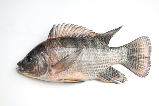 tilapia